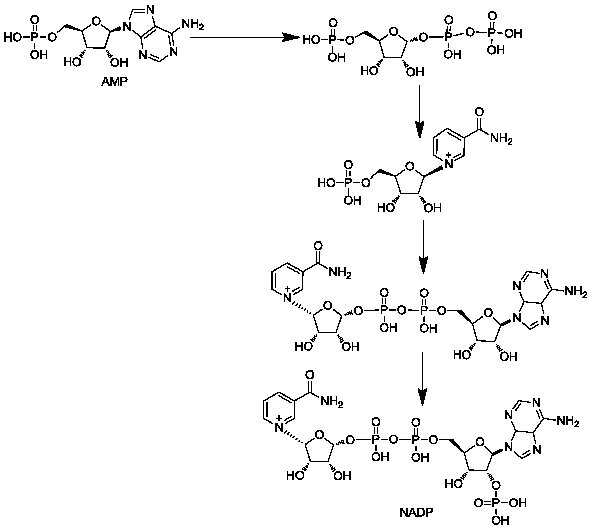 Method for preparing nicotinamide adenine dinucleotide phosphate by enzyme method