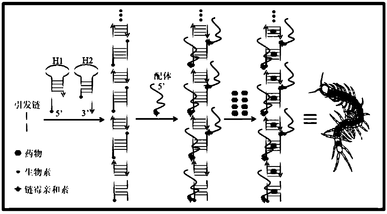 Targeting carrier, targeted drug and application of targeted drug, targeted probe and application of targeted probe