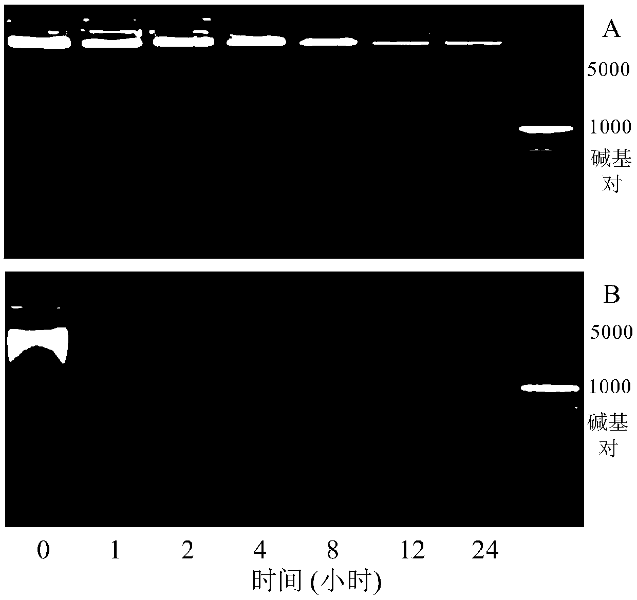 Targeting carrier, targeted drug and application of targeted drug, targeted probe and application of targeted probe