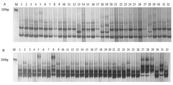 The ssr primer set developed based on the okra transcriptome sequence and its application