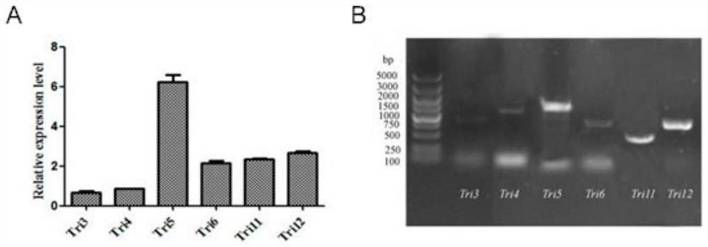 A kind of trichothecene synthase gene tri5 promoter of Myromyces dewlina a553 and its application