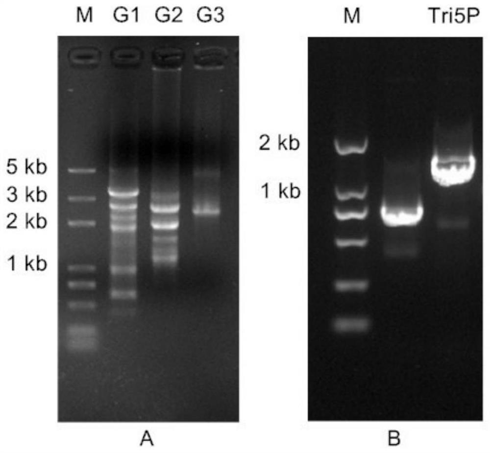 A kind of trichothecene synthase gene tri5 promoter of Myromyces dewlina a553 and its application