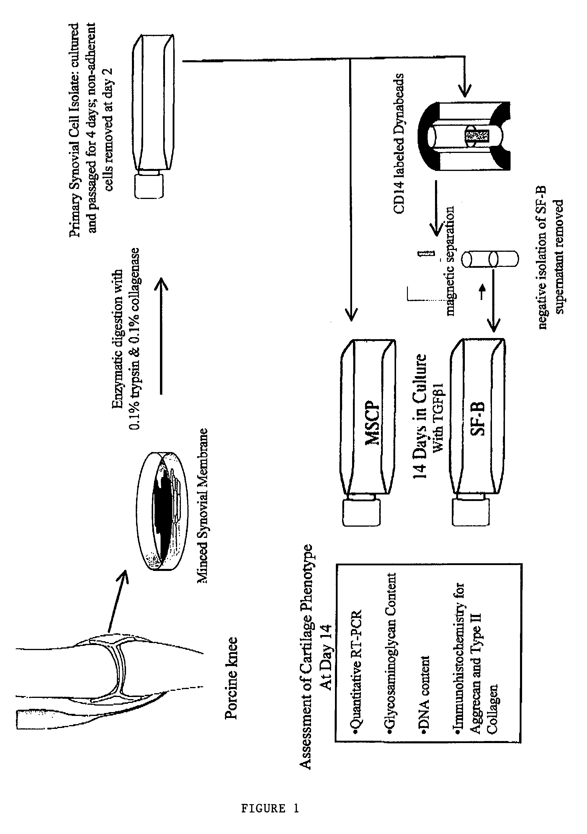 Methods and compositions for repairing cartilage