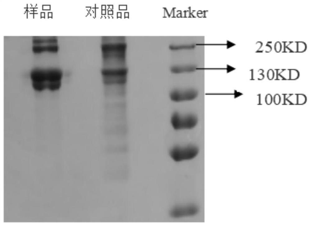 A high-purity collagen extraction process