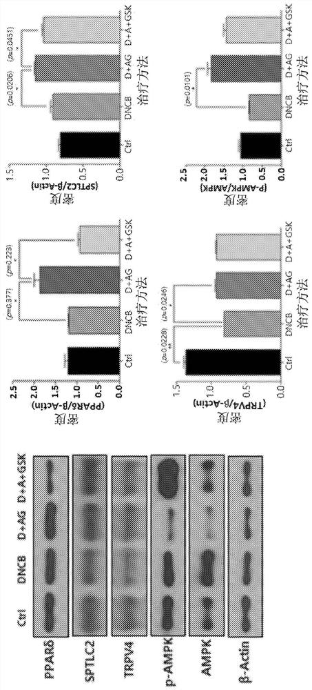 Composition for improving skin barrier damage and/or alleviating skin inflammation, containing 3,5-dicaffeoylquinic acid as active ingredient