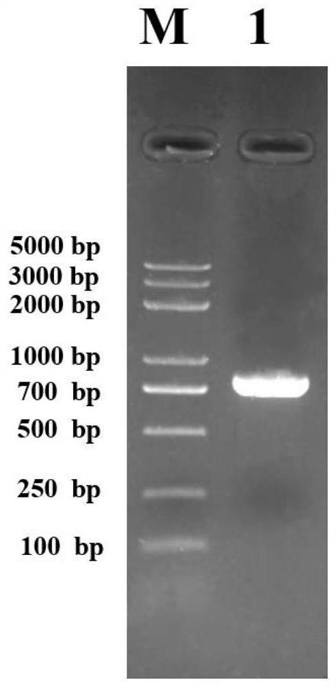 C1q receptor ptgc1qr gene of Portunus trituberculatus and its encoded protein and application