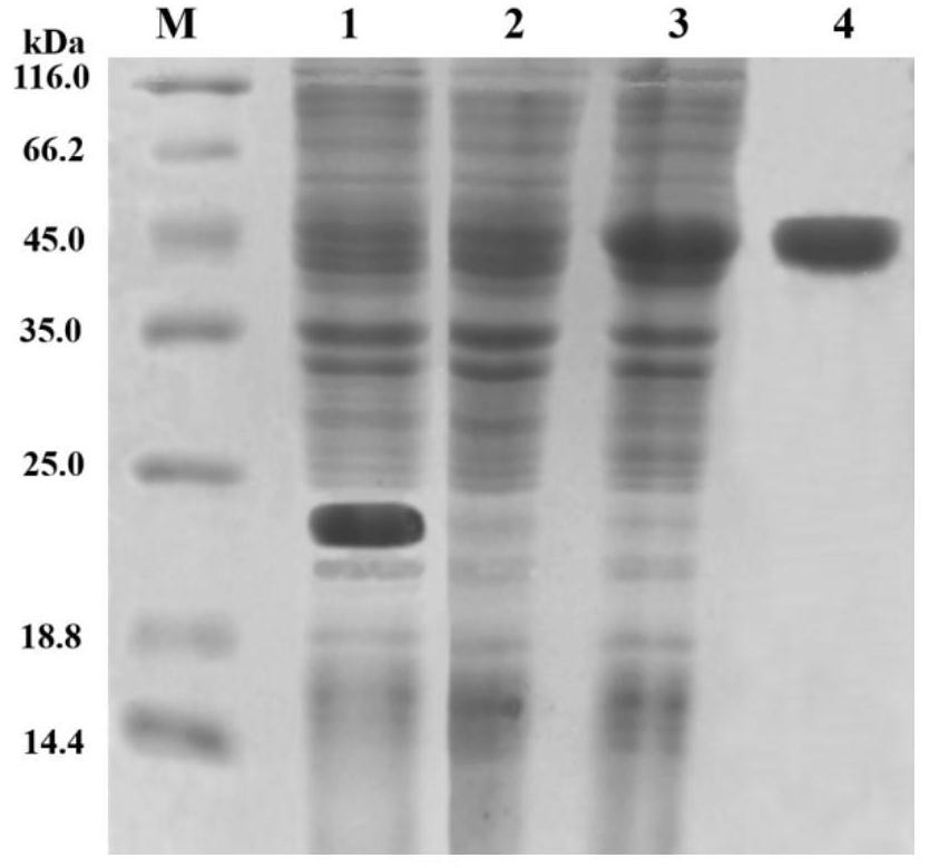 C1q receptor ptgc1qr gene of Portunus trituberculatus and its encoded protein and application