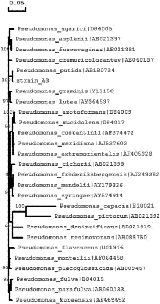 Pseudomonas putida strain used for nicotine degradation and isolation and identification method and application thereof