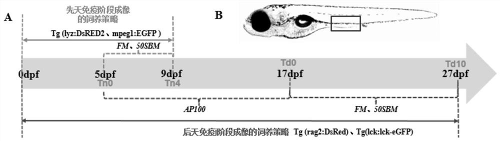 A Method for Evaluating Components Alleviating Foodborne Enteritis Based on a Juvenile Zebrafish Imaging Model