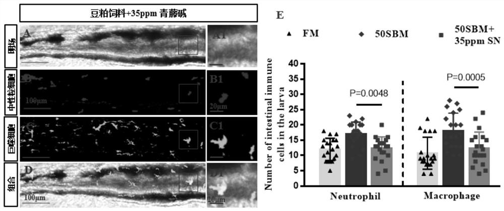 A Method for Evaluating Components Alleviating Foodborne Enteritis Based on a Juvenile Zebrafish Imaging Model