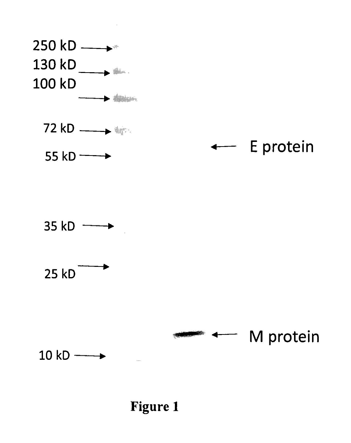 Vaccine compositions