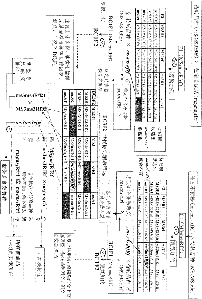 Method for breeding all sterile line with genetic stability of rape recessive epistasis genic male sterile line by means of molecular marker