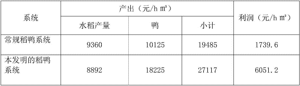 Rice and duck symbiotic breeding method