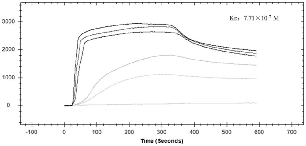 A polypeptide for inhibiting the infection activity of classical swine fever virus and its application