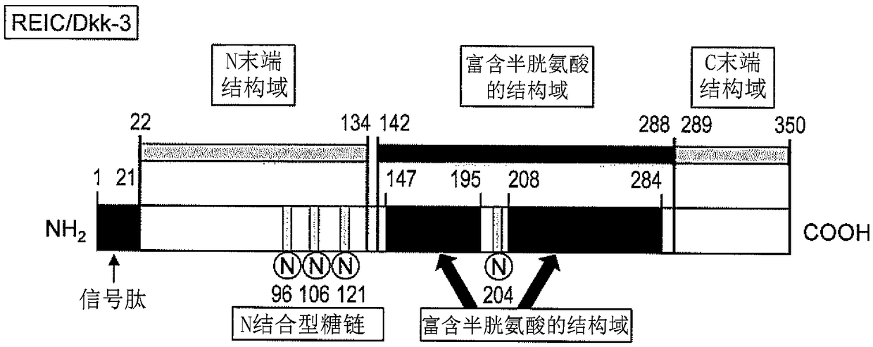 TGFBETA INHIBITOR CONTAINING REIC/Dkk-3 PROTEIN AS ACTIVE INGREDIENT