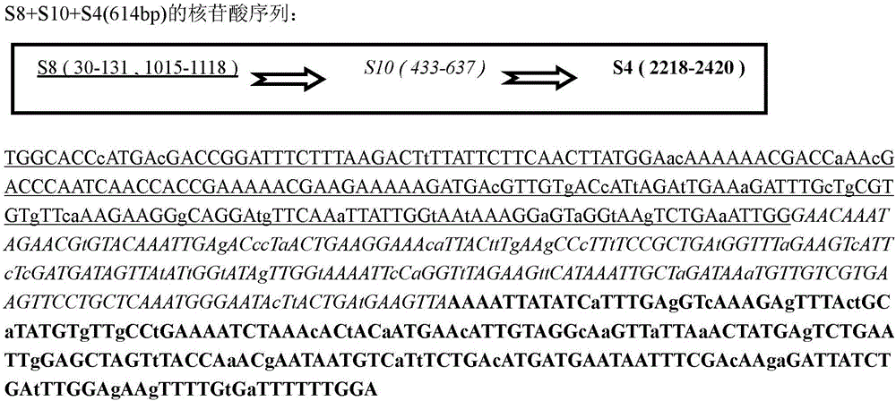 Rice black-streaked dwarf virus rnai polyvalent target gene sequence and application