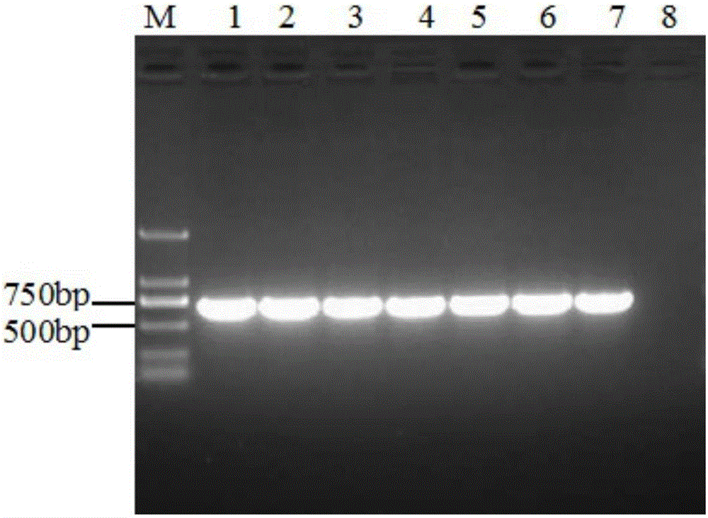 Rice black-streaked dwarf virus rnai polyvalent target gene sequence and application