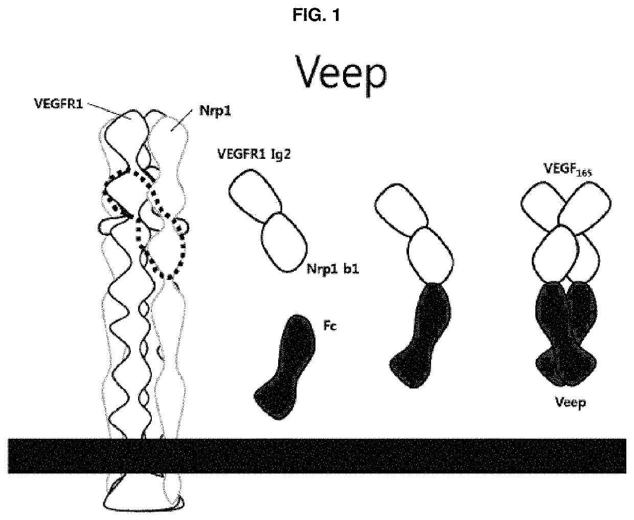 Cancer treatment composition for inhibiting tumor angiogenesis, containing VEGF deep blocker