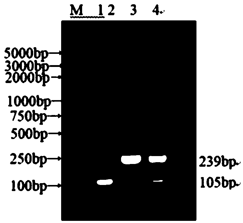 Duplex nanometer PCR detection method for identifying CCoVI and CCoVII