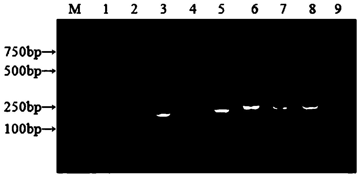 Duplex nanometer PCR detection method for identifying CCoVI and CCoVII
