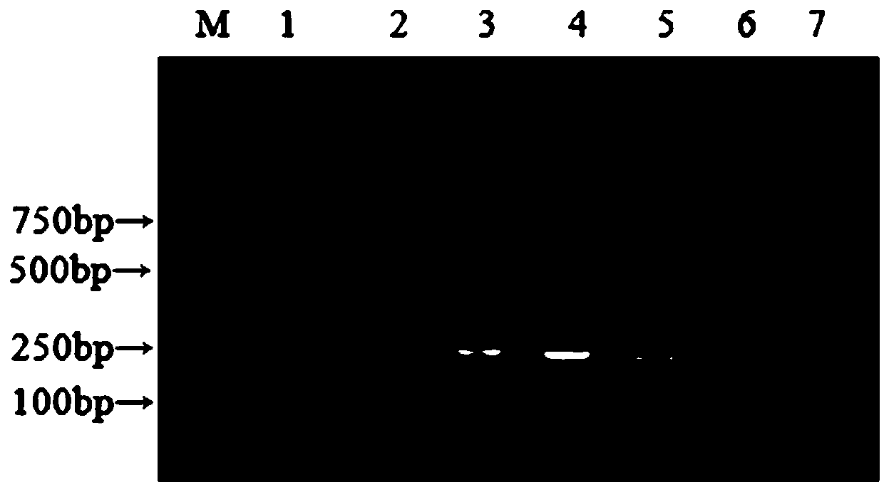 Duplex nanometer PCR detection method for identifying CCoVI and CCoVII