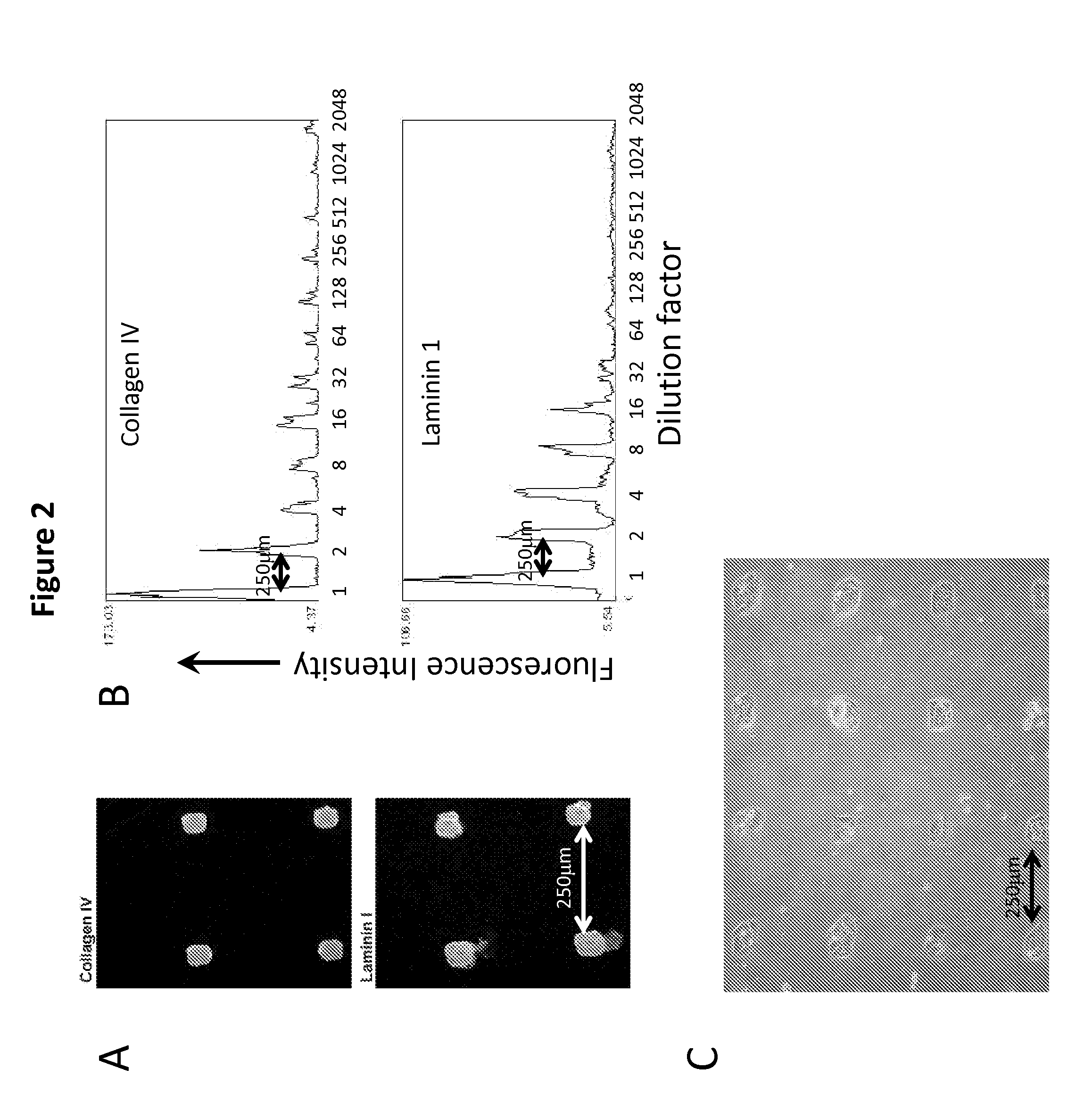 Elastic Modulus-modified MicroEnvironment microArrays (eMEArrays) and Uses Thereof