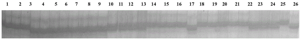 A Molecular Marker gmssr18-40 Closely Linked to the Soybean Rust Resistance Gene Locus and Its Application