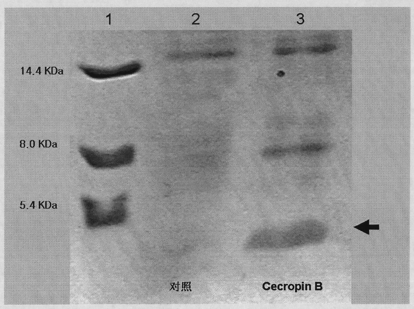 Method for using silkworm cultured cell to express antibacterial peptide Cecropin B