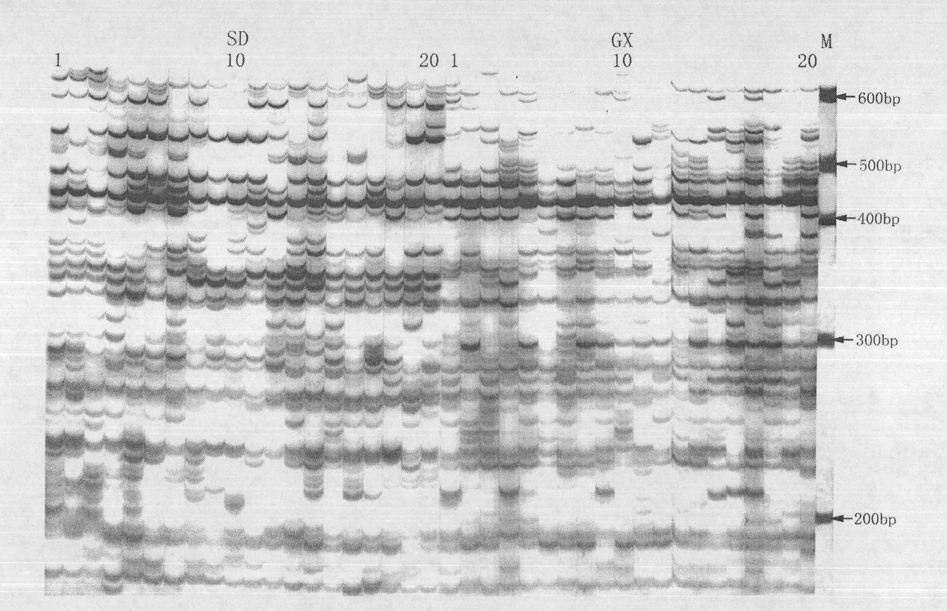 Method for analyzing genetic diversity of shellfish by using fAFLP (Fluorescent Amplified Fragment Length Polymorphism) labeling technology