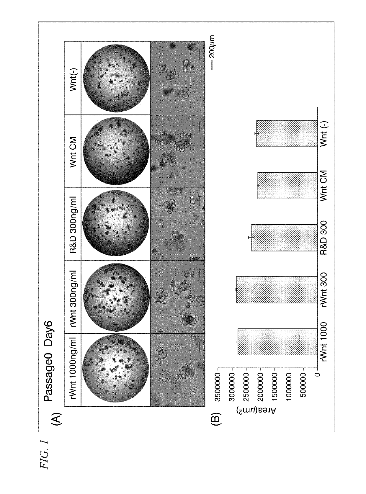 Cell culture medium, culture method, and organoid