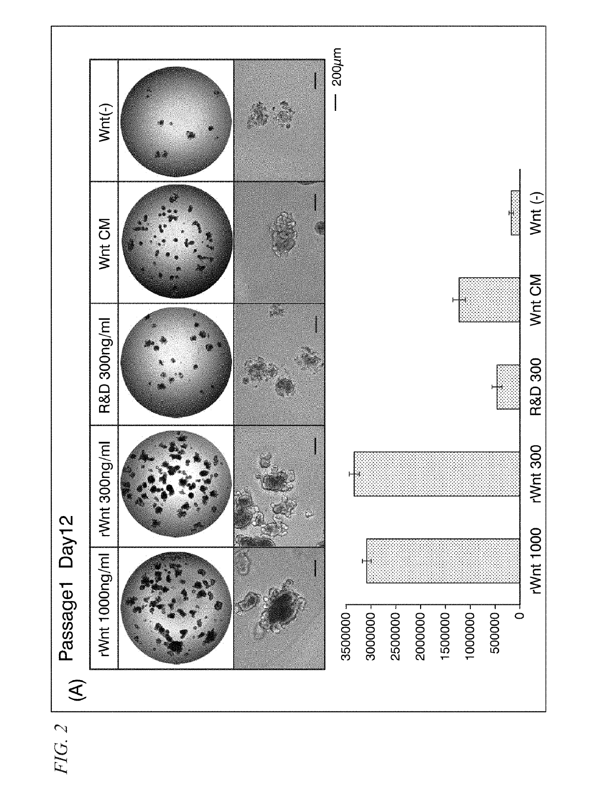 Cell culture medium, culture method, and organoid