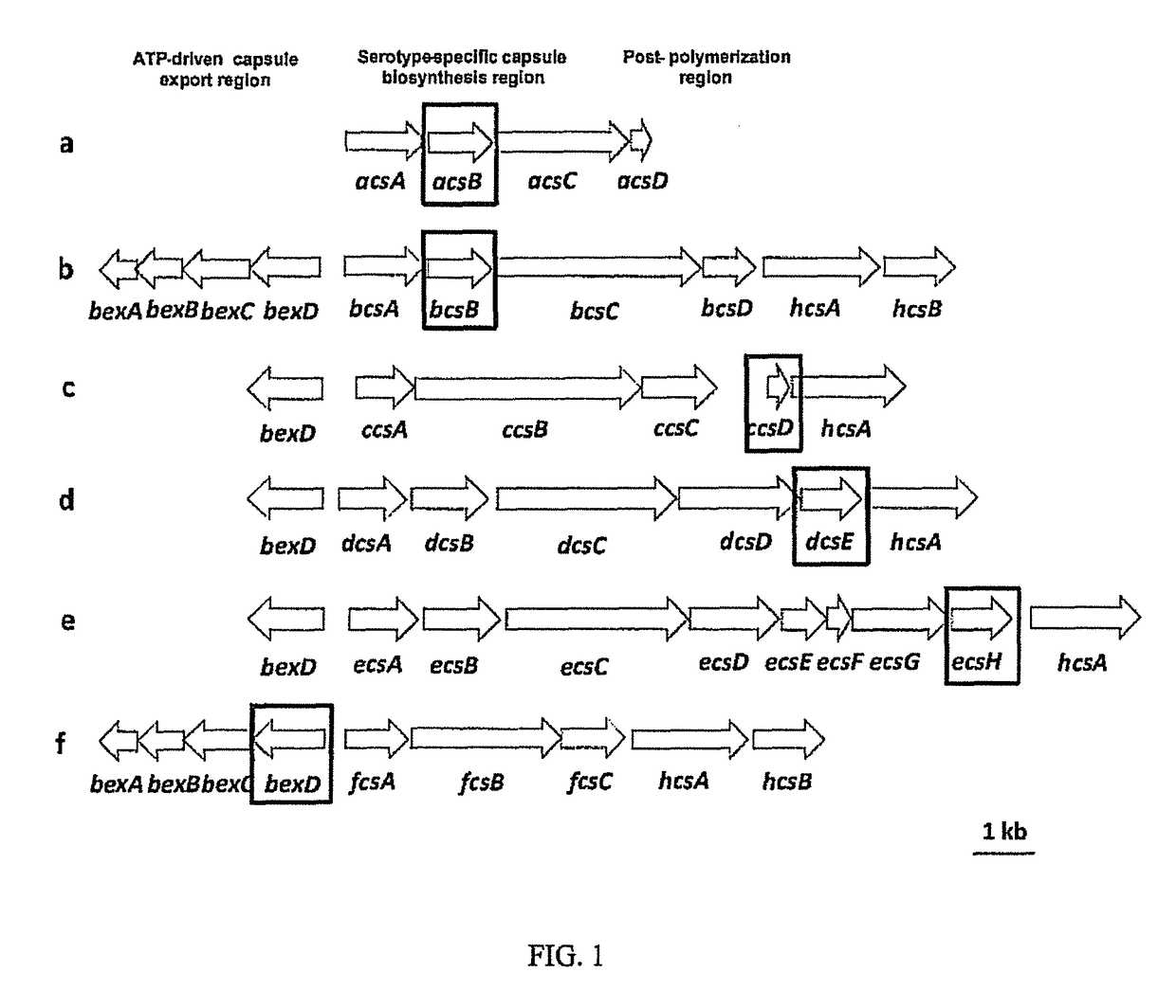 Selective detection of haemophilus influenzae