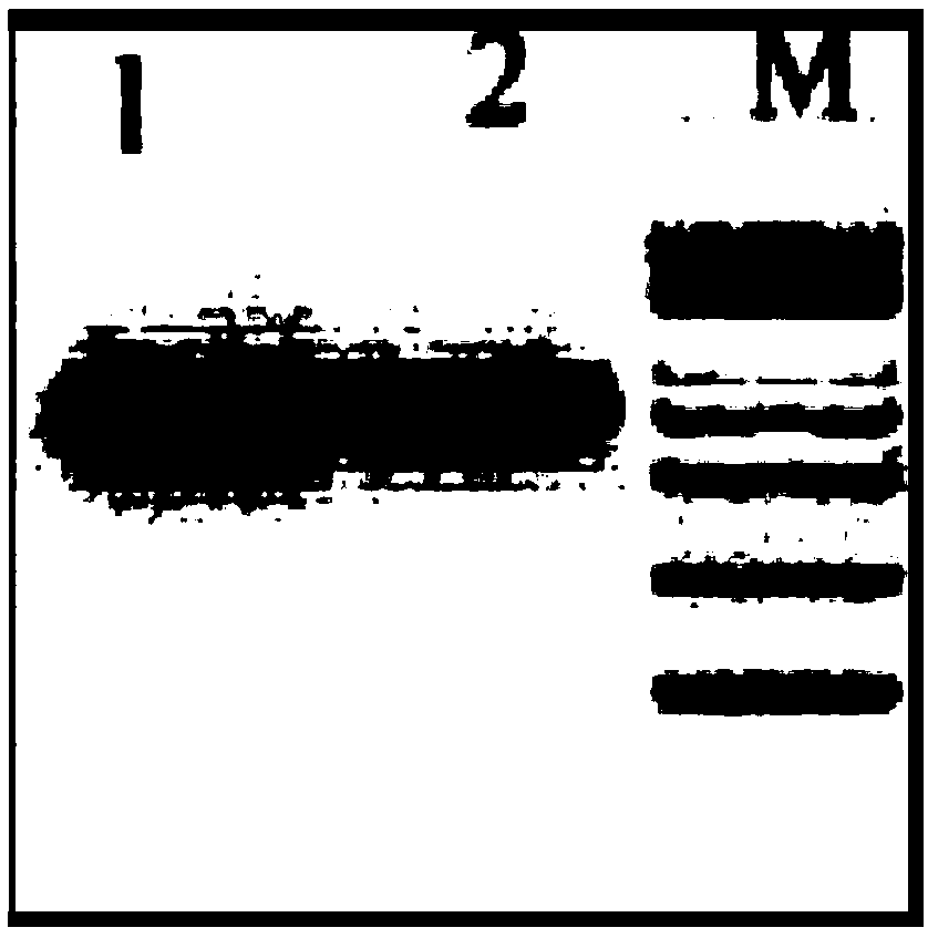 Corn Zm-APX gene molecular marker, obtaining method and application in stalk rot control