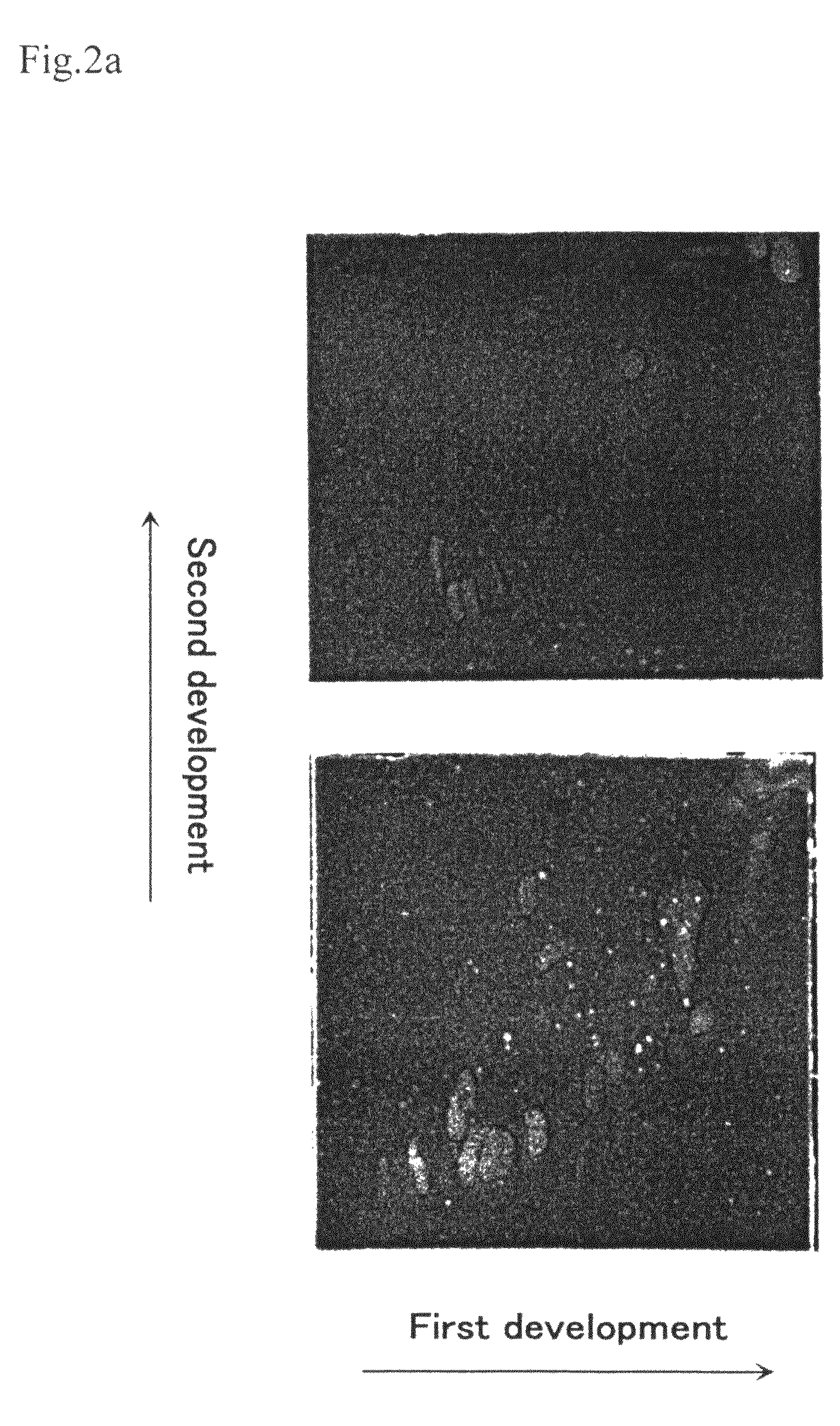 Method for production of DHA-containing phospholipid through microbial fermentation
