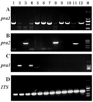 Two pairs of Ustilago esculenta for successful invasion of zizania aquatica plant and breeding of zizania aquatica and artificial inoculation method thereof