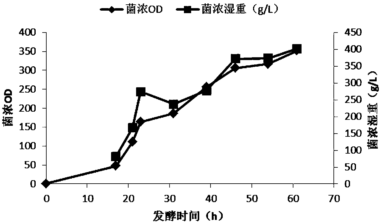 Preparation method and application of restructured dust mite II type allergen Der p2 and Der f2 protein