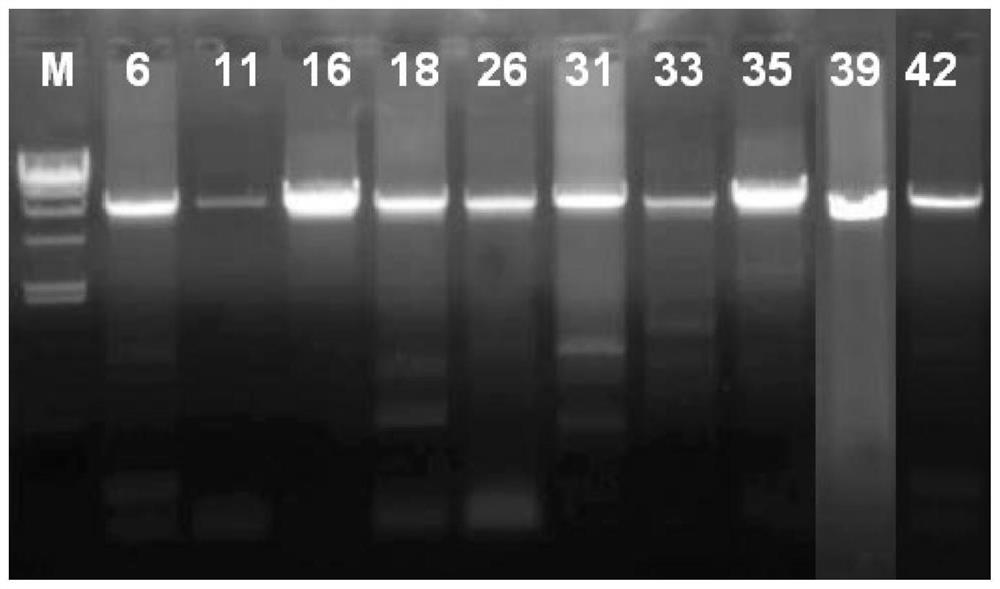 Preparation method, amplification primer and detection reagent of hpv full-length genome quality control product
