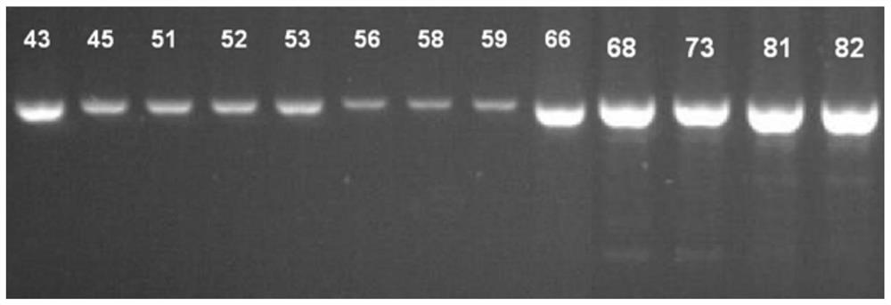Preparation method, amplification primer and detection reagent of hpv full-length genome quality control product