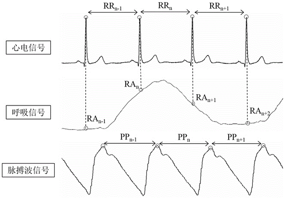 Quantitative cardiopulmonary system interaction analysis method