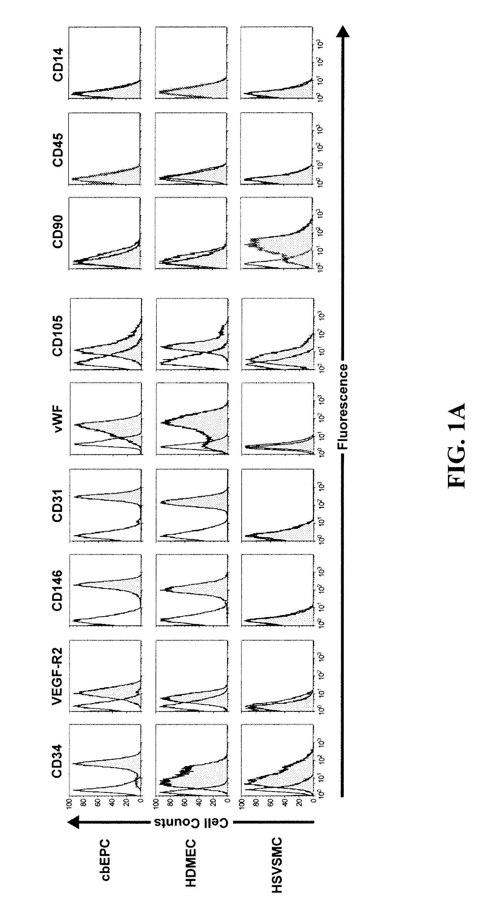 Methods for promoting neovascularization