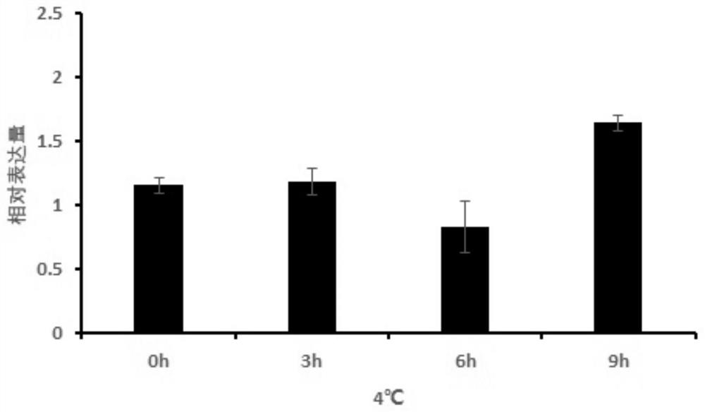 Metallothionein DaMT3a and application of coding gene thereof