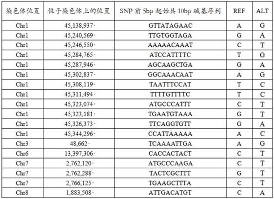 SNP molecular marker for identifying scutellaria baicalensis produced in Inner Mongolia as well as method and application of SNP molecular marker