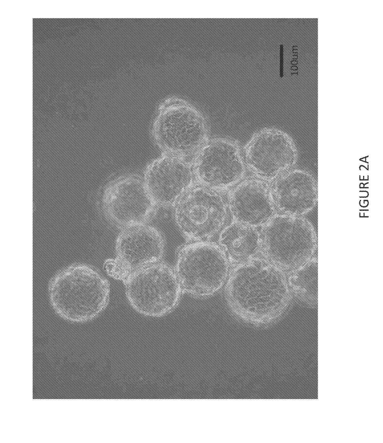 Mdck suspension cell lines in serum-free, chemically-defined media for vaccine production