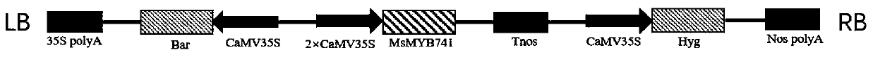 Medicago sativa MYB transcription factor and aluminum-tolerant application thereof