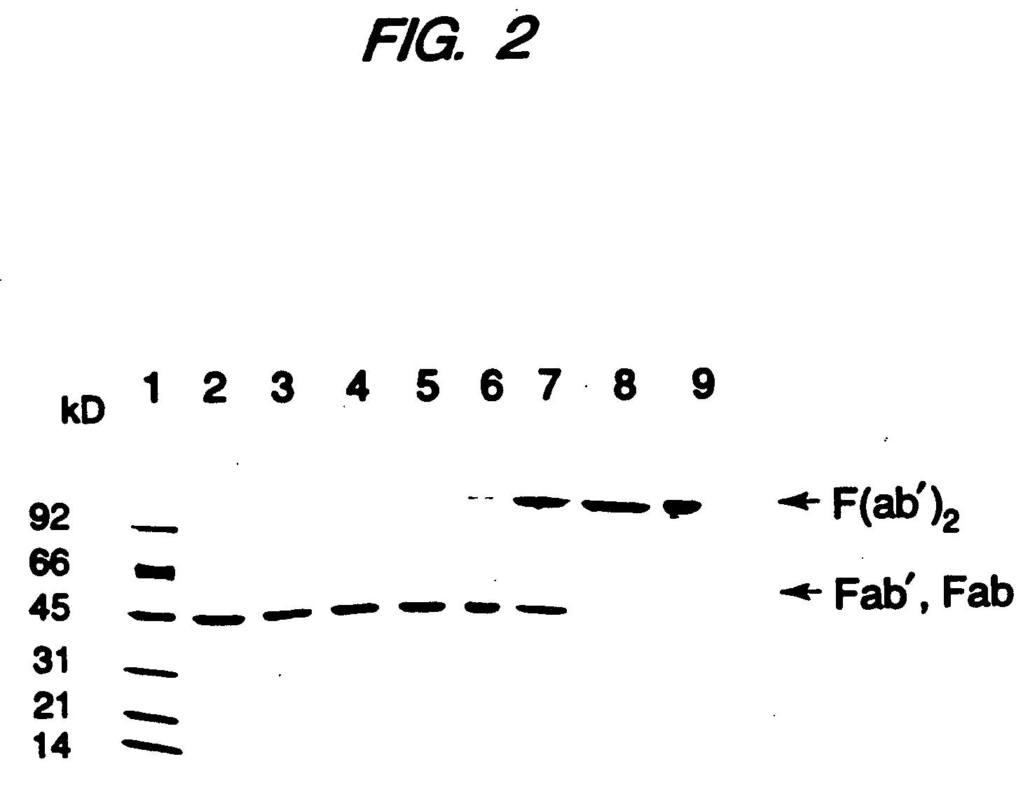 Expression of functional antibody fragments