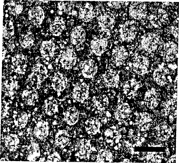 Preparation method of nanometer ordered structure biomaterial membranous layer based on super hydro philic/hydro phobic characteristic template