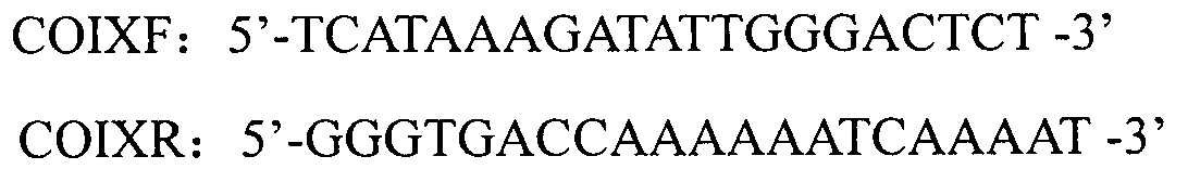 Amplification primer of corbiculidae shellfish mitochondria COI (Cytochrome Oxidase I) gene