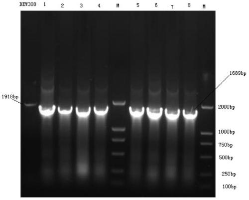 A l-aspartase recombinant Escherichia coli without malic acid by-product and its construction method and application