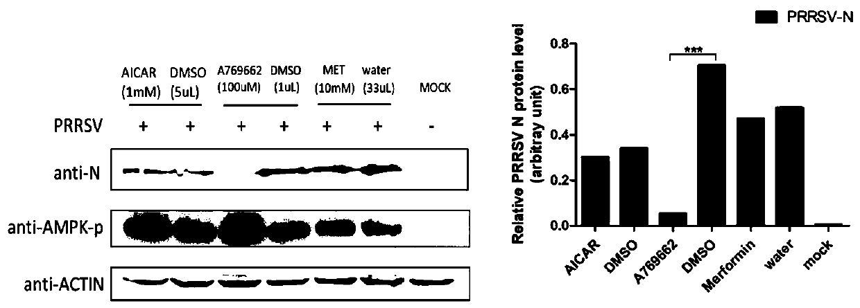 Application of AMPK (Adenosine 5'-monophosphate-activated protein kinase) agonist A769662 in preparing medicine for treating porcine reproductive and respiratory syndromes