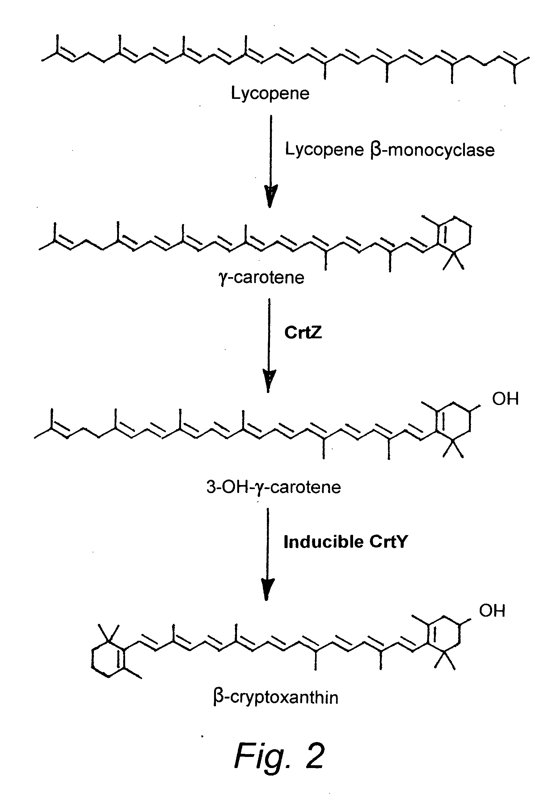 Beta-cryptoxanthin production using a novel lycopene beta-monocyclase gene